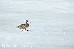 Photo: Ente läuft elegant über das Eis
