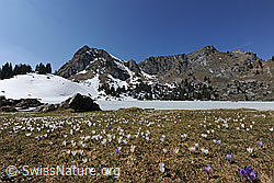 F084219: Berglandschaft mit Krokuswiese