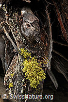 F084675: Flechten am Strunk einer Lärche