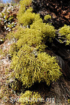 F084676: Flechten am Stamm einer Lärche