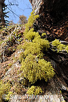 F084677: Flechten am Stamm einer Lärche