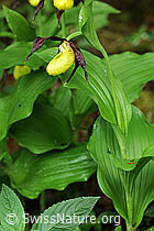 F085066: Frauenschuh (Blüte, Blatt und Stengel)