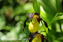 F085122: Frauenschuh, Blüte (Orchidee)