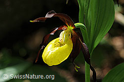 F085130: Blüte einer Orchidee: Frauenschuh