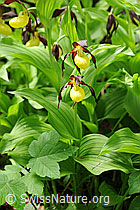 F085140: Frauenschuh (Orchideen)