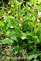 Foto: Orchideen: Frauenschuh