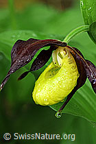 Foto: Blüte des Frauenschuh mit Wassertropfen