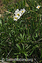 Photo: Anemone narcissiflora