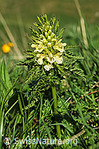 Photo: Blattreiches Läusekraut