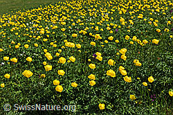 Foto: Gelbe Blumenwiese (Bergfrühling)