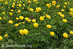 Foto: Bergfrühling mit blühenden Ankebälli