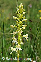 Photo: Platanthera bifolia