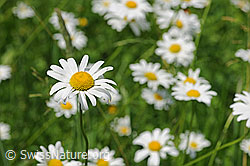 Gewöhnliche Wiesen-Margerite (Leucanthemum vulgare) (F086550)