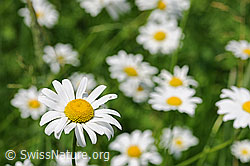 Gewöhnliche Wiesen-Margerite (Leucanthemum vulgare) (F086551)