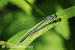 Hufeisen-Azurjungfer (Coenagrion puella) (12.06.2011, F086560)