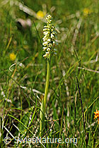 Foto: Weisszunge (Pseudorchis albida)