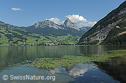 F086899: Lauerzersee
