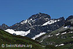 F086997: Bocktschingel