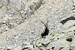 F087408: Steinbock (Capra ibex) auf Geröllfeld