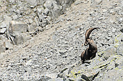 F087409: Steinbock (Capra ibex)