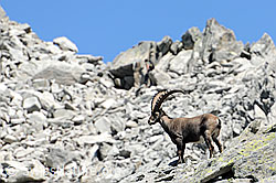 F087412: Steinbock auf Felsblöcken einer Geröllhalde