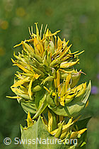 Photo: Gelber Enzian (Gentiana lutea)
