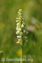 Foto: Weisszunge (Pseudorchis albida)