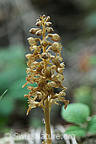 Nestwurz (Neottia nidus-avis) (F087859) Nestwurz (Neottia nidus-avis) (F087859)