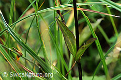 F087874: Obere Stengelblätter des Moorenzians (Swertia perennis)