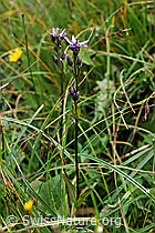 F087875: Moorenzian (Swertia perennis)