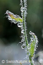 F087893: Tautropfen an Stengel und Blättern