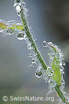 F087894: Wassertropfen an Halm