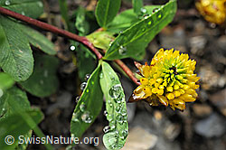 Foto: Wassertropfen auf Braun-Klee