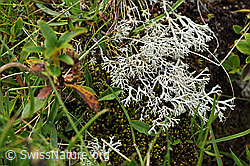 Foto: Strauchflechte