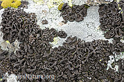 F087934: Flechte auf Stein