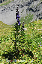 Foto: Dichtblütiger Eisenhut