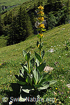 Photo: Gelber Enzian (Gentiana lutea) auf Alpweide