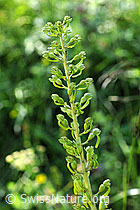 Foto: Grosses Zweiblatt
