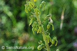 Foto: Zweiblatt, Blüten