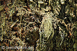 F088209: Bartflechte an Baumstamm