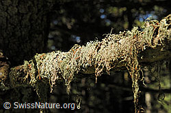 F088211: Bartflechte