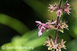 Photo: Wald-Ziest, Blüten