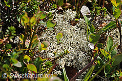Foto: Strauchflechte der Gattung Cladonia