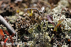 Foto: Flechte der Gattung Cladonia