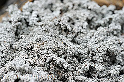 F088397: Flechte Nahaufnahme