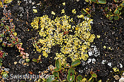 F088462: Flechte der Gattung der Krustenflechten