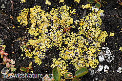 F088463: Porenflechte Nahaufnahme