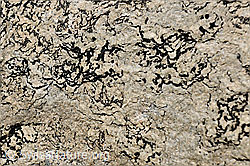 F088660: Flechte auf Stein