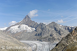 F089926: Finsteraarhorn und Fieschergletscher vom Risihorn