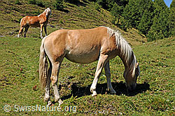 Foto: Hauspferde (Equus caballus)